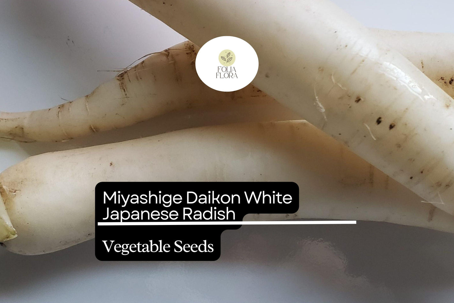 100 Seeds Miyashige Daikon White Japanese Radish, Crisp & Sweet, Easy to Grow