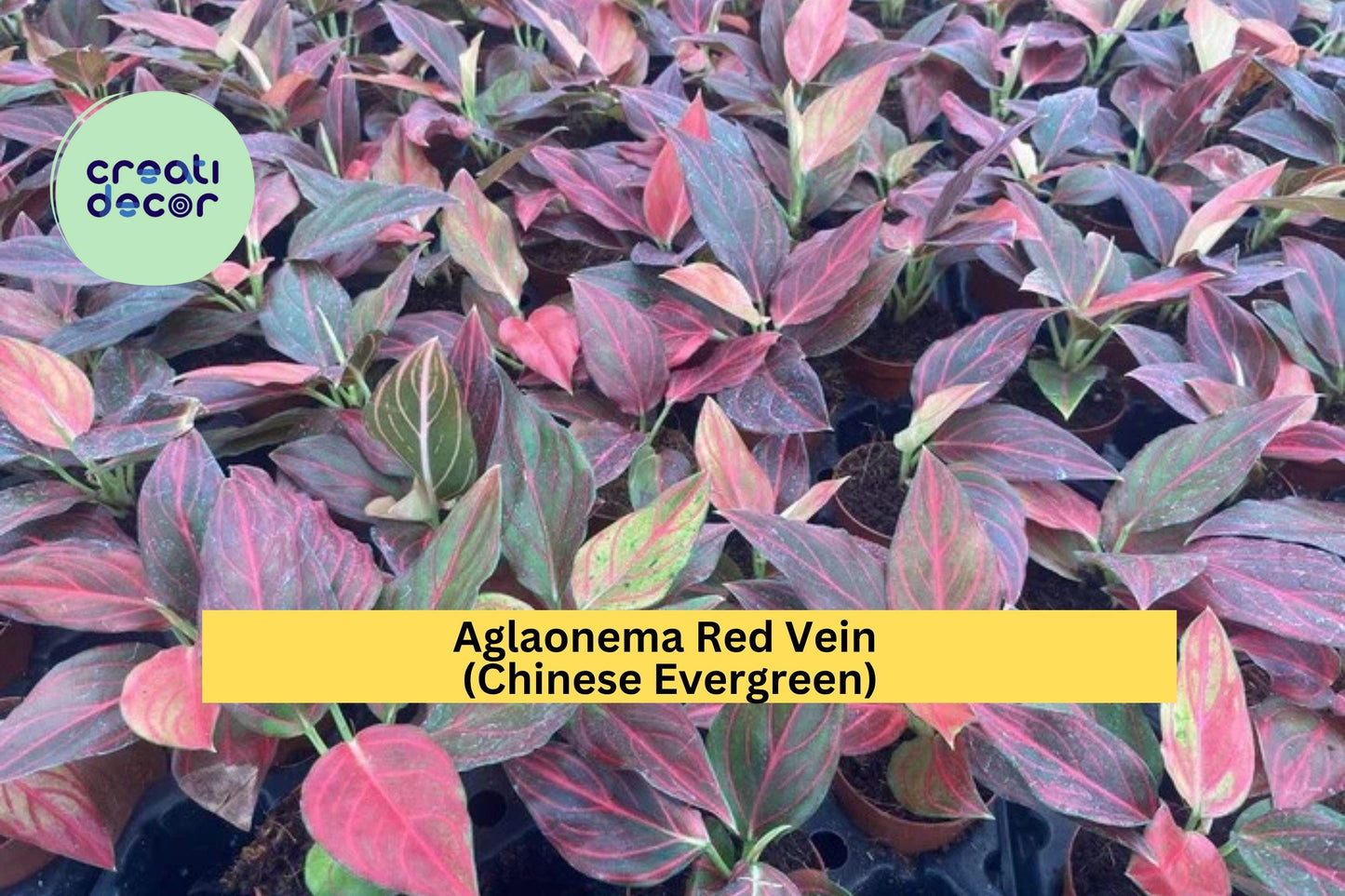 Aglaonema Red Vein – Live Rooted Starter Plant – Colorful Chinese Evergreen Houseplant – Easy Care Indoor Tropical Plant