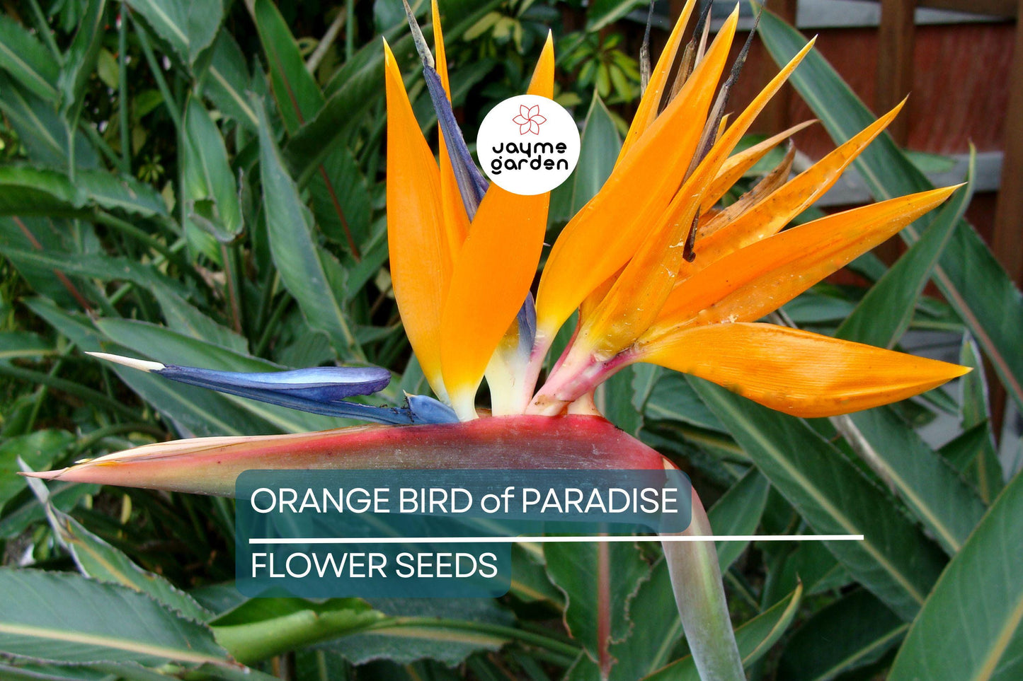 45 Orange Bird of Paradise Seeds (Strelitzia reginae) – Tropical Crane Flower Plant, 3-5 ft Tall, USDA Zones 9-11, Exotic Blooms