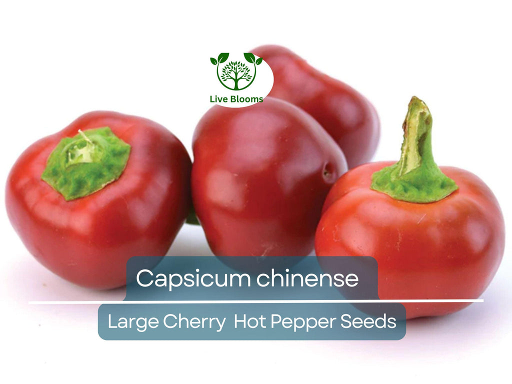 30 Seeds Large Cherry Hot Pepper (Capsicum annuum) – Sweet & Spicy, Cherry-Style Pepper for Planting, Great for Salsa, Salads and Hot Sauces