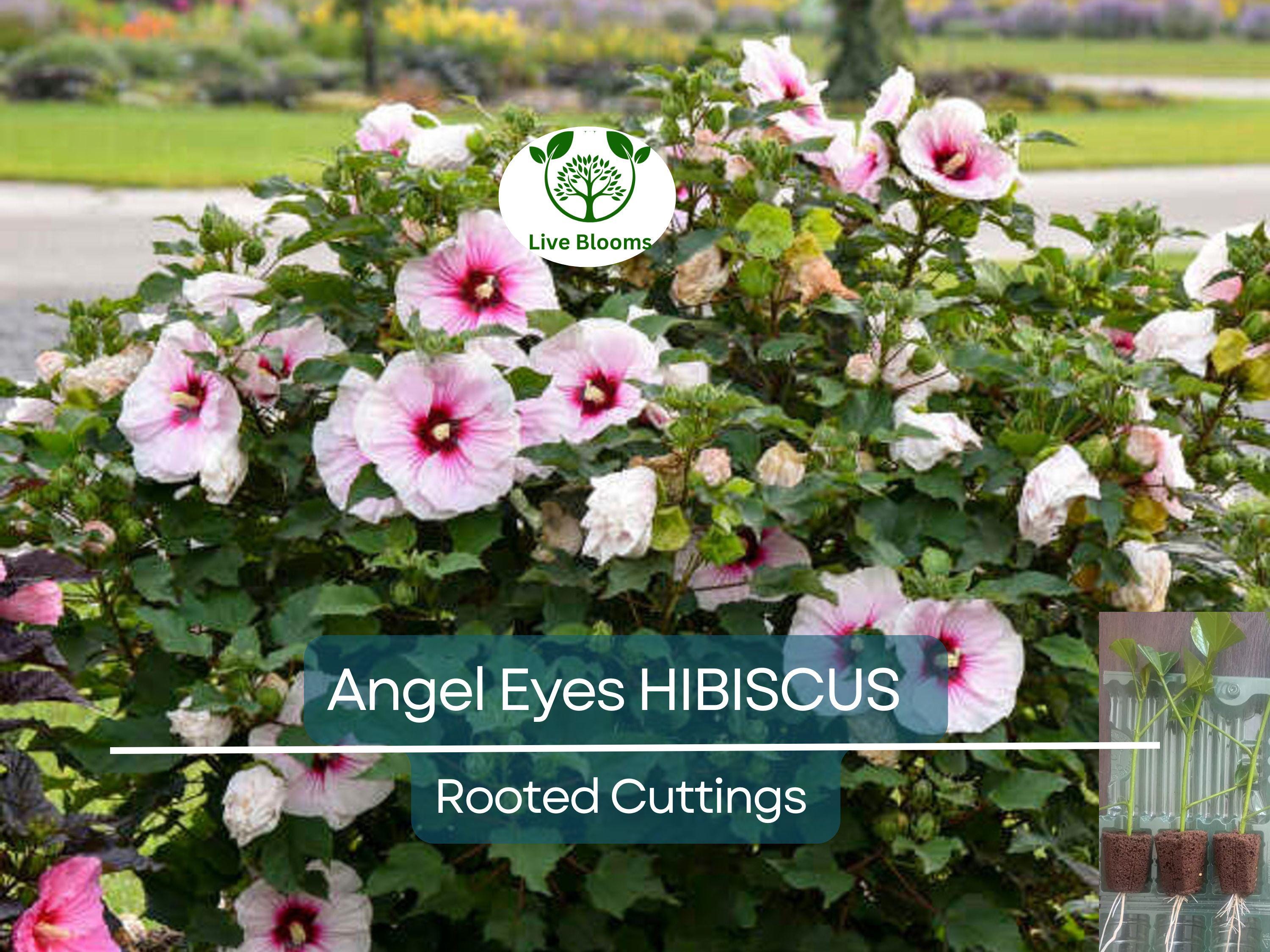 3 Live Hibiscus Angel Eyes Cuttings – Beautiful Flowering Plant for Propagation, Hardy Hibiscus (Hibiscus rosa-sinensis)