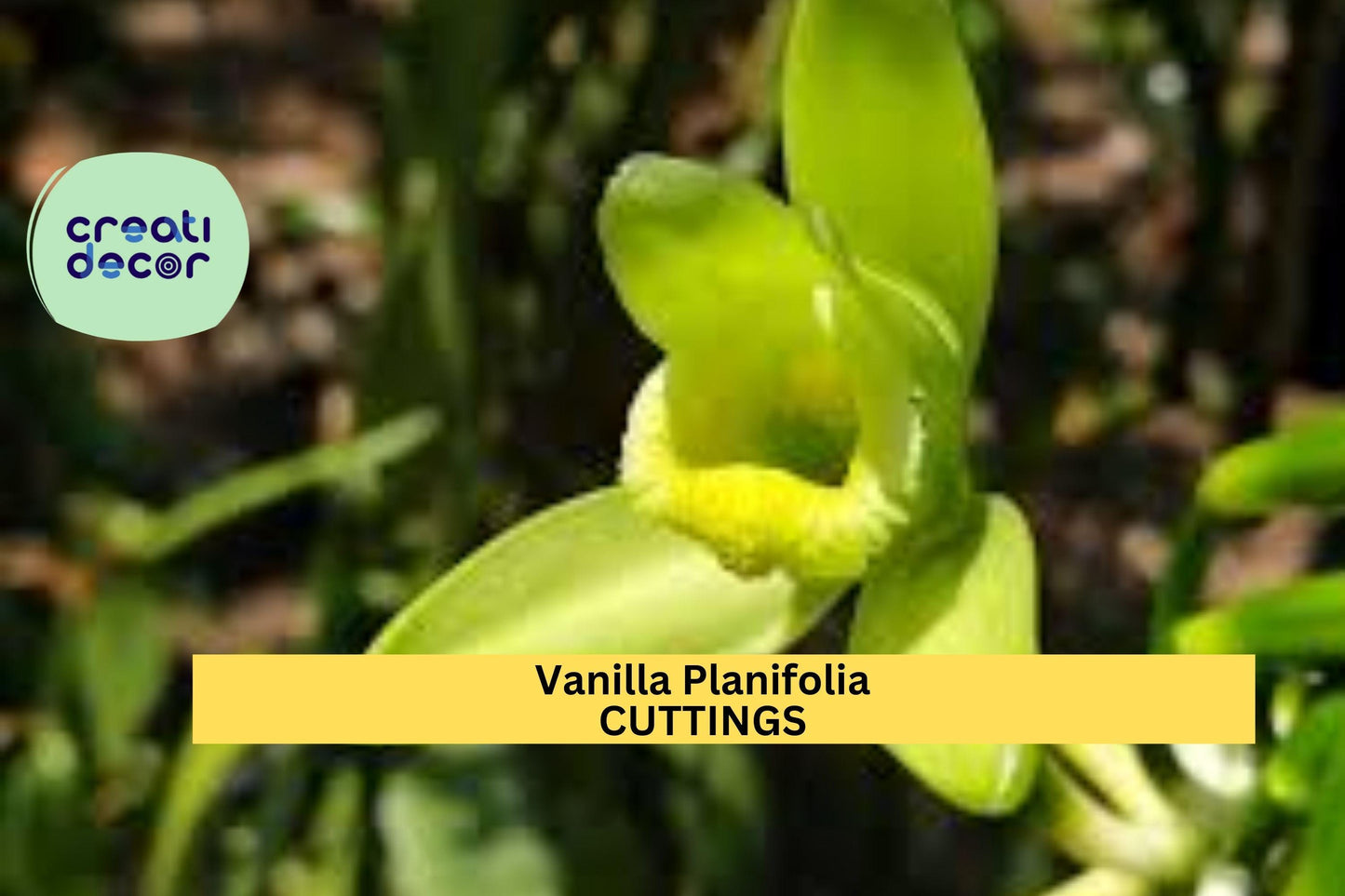 1 Vanilla Planifolia Cutting | 12" Fresh Orchid Vine | Rare Climbing Plant Starter | Edible Bean Orchid | On Sale Now!