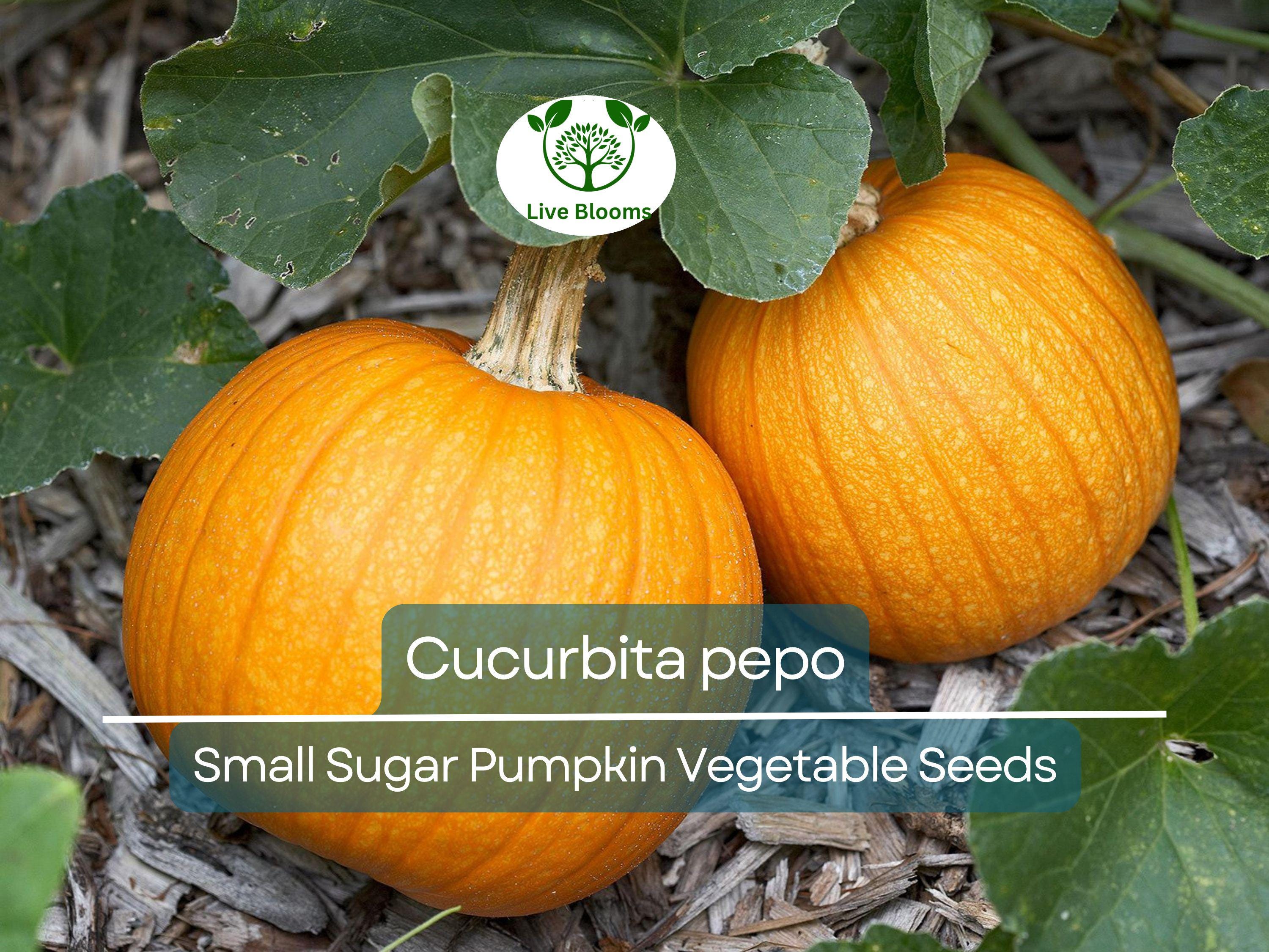 5 Seeds Small Sugar Pumpkin – Cucurbita pepo | Heirloom Pumpkin Seeds for Planting, Gardening, Baking & Decorative Use