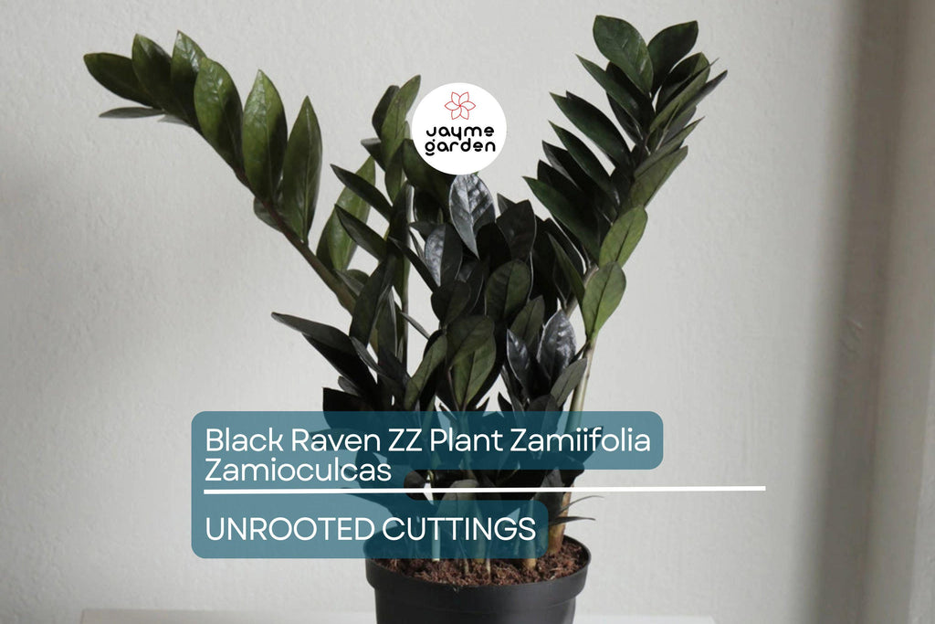Black Raven ZZ Plant Cutting | Zamiifolia Zamioculcas | 2 Node Fresh Cutting | Pet Safe, Indoor Plant |