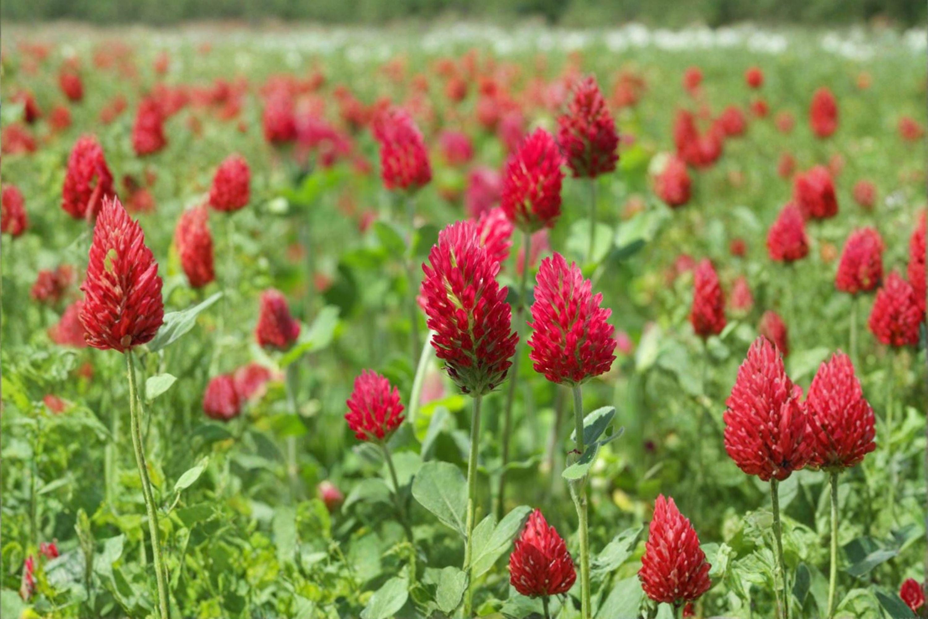 Crimson Clover – Trifolium incarnatum 100 Seeds | Nitrogen-Fixing Cover Crop | Open-Pollinated