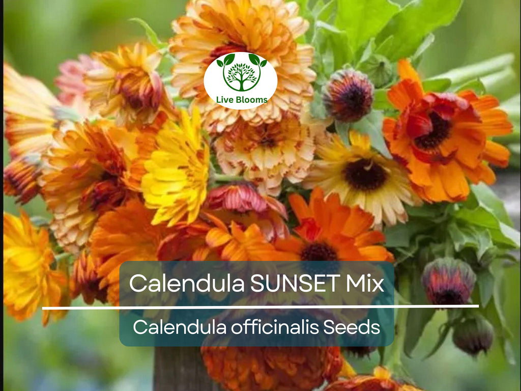 50 Seeds Calendula SUNSET Mix Double Blooms (Calendula officinalis), Bi-Colored, Heirloom, Edible Flowers, Non-GMO, Perfect for Gardens