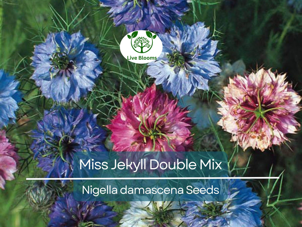 200 Love-in-a-Mist Seeds - Miss Jekyll Double Mix | Nigella damascena, Cottage Garden Flower, Non-GMO, Heirloom, Pollinator Friendly