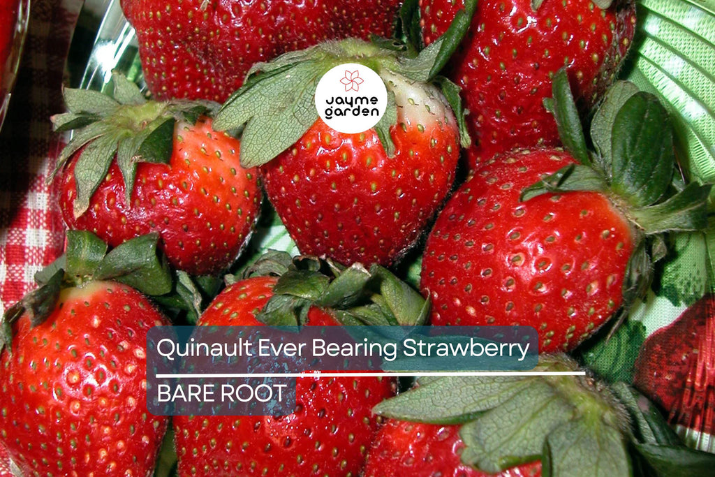 Quinault Everbearing Strawberry Plants - 25 Bareroot Plants, Large & Sweet, Zones 4-9