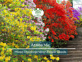 50 Azalea Seed Mix, Mixed Rhododendron Flower Colors, Colorful Shrub Bush, Hardy Perennial, for Gardens, Landscapes & Floral Arrangements