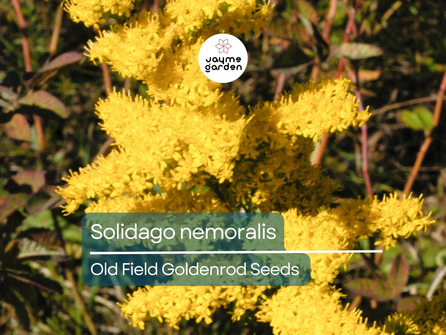 1000 Seeds Solidago Nemoralis | Gray Goldenrod for Planting | Yellow Wildflower | Native Perennial | Pollinator Friendly | Drought Tolerant
