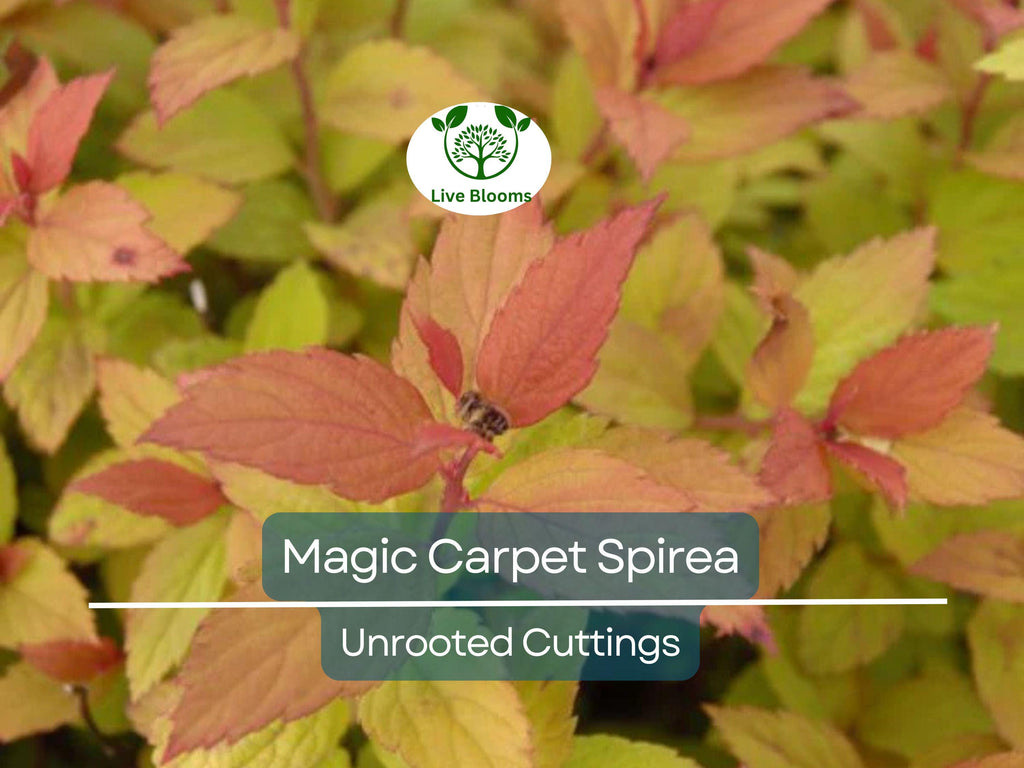 10 Magic Carpet Spirea Cuttings - Unrooted 6-8" | Easy to Grow, Colorful Shrub