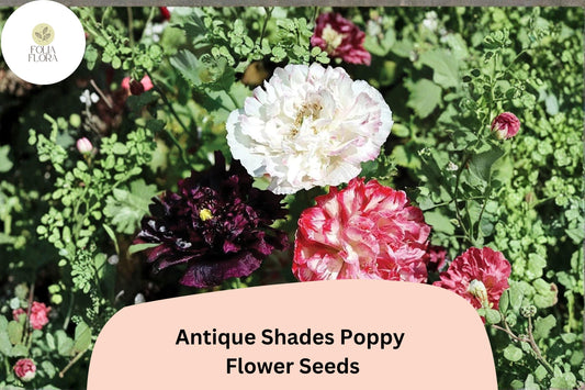 200+ Antique Shades Poppy Seeds | Papaver | Vintage Garden Blooms | Easy-to-Grow Annual Flower Seeds for Beds & Pots