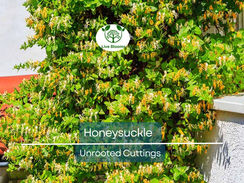 6 Honeysuckle Plant Unrooted Cuttings - 6-8" Long - Lonicera, Sweet-Scented Flowering Vine, Easy to Grow, Fast-Growing Shrub