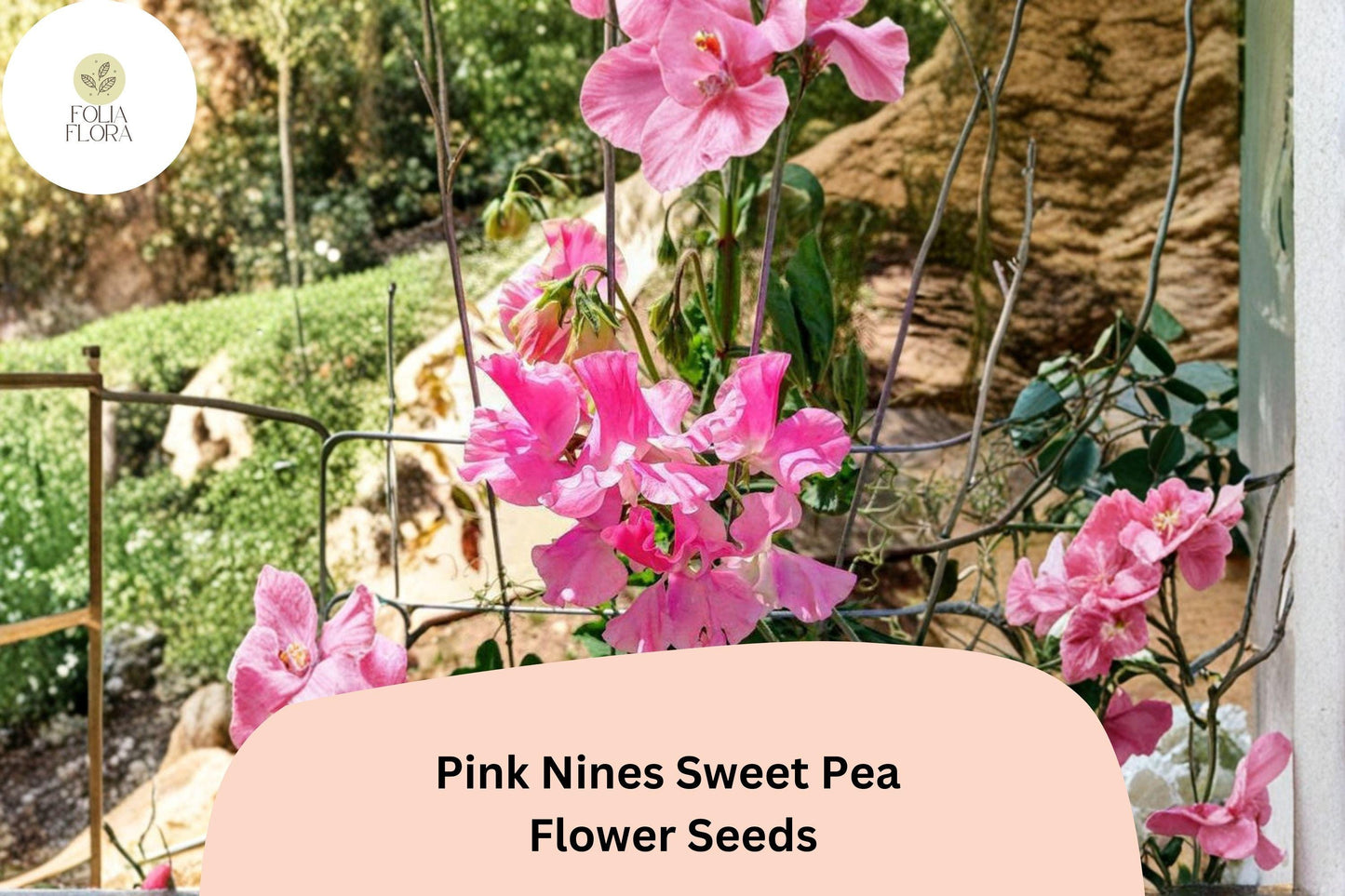 Pink Nines Sweet Pea Seeds | Lathyrus odoratus Climbing Vine (50+ Seeds) for Garden Planting