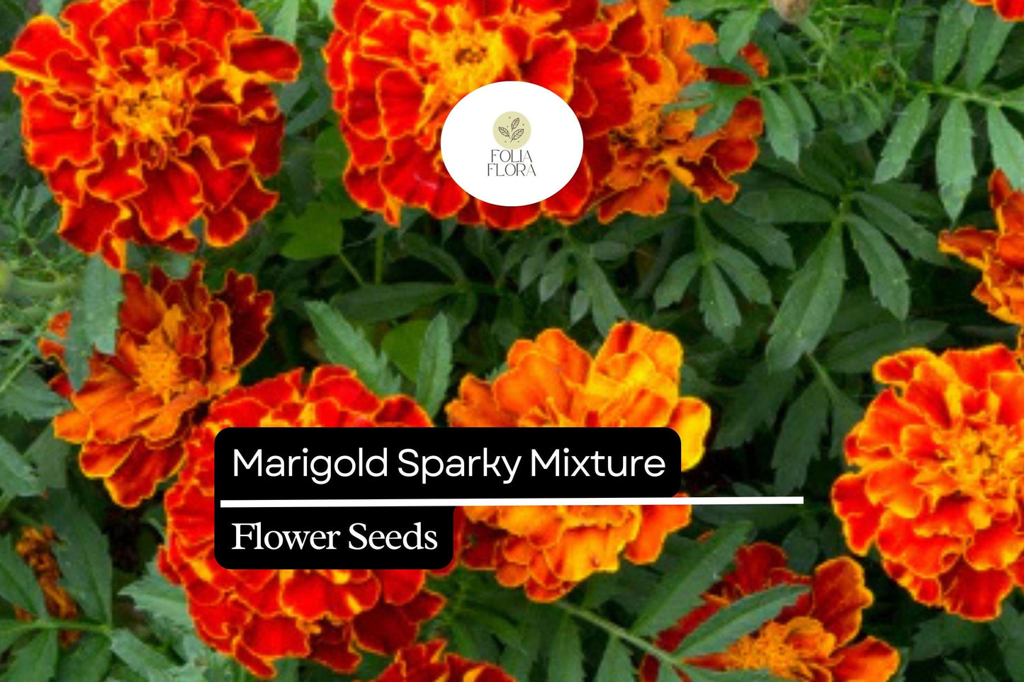 Sparky Mixture Marigold, Tagetes Patula, Vibrant French Marigold Blend for Gardens and Borders