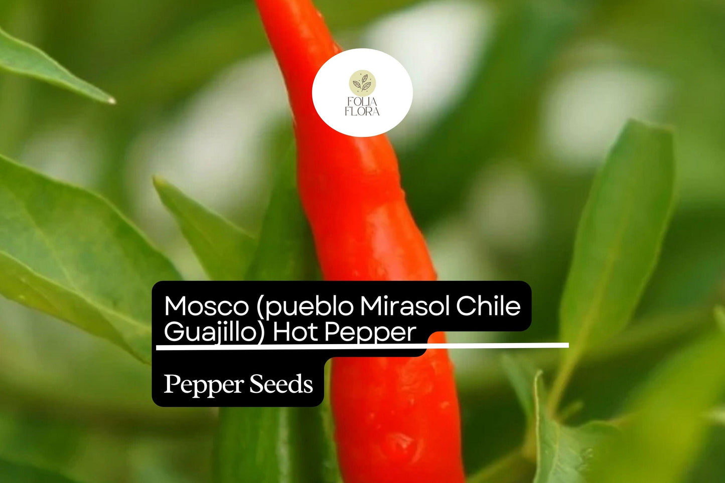 250mg Mosco Pueblo Mirasol Chile Guajillo Hot Pepper Seeds Capsicum annuum | Bold Flavor, High Yield, Non-GMO for Salsas & Drying