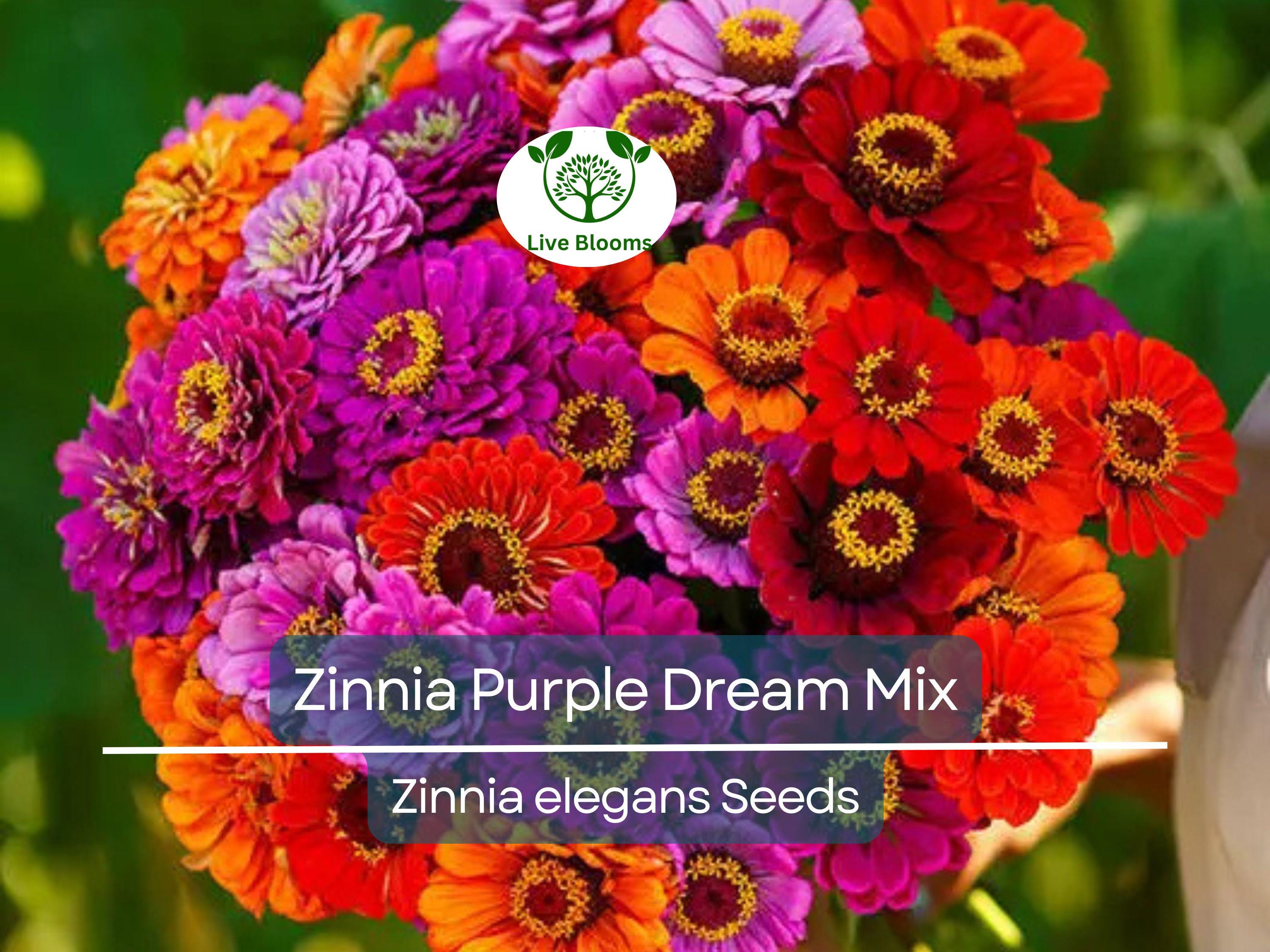 100 Seeds Zinnia Purple Dream Mix – Red Double Blooms, Attracts Butterflies & Hummingbirds, Non-GMO, Easy to Grow, Vibrant Garden Flowers