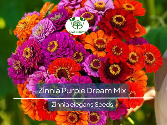 100 Seeds Zinnia Purple Dream Mix – Red Double Blooms, Attracts Butterflies & Hummingbirds, Non-GMO, Easy to Grow, Vibrant Garden Flowers