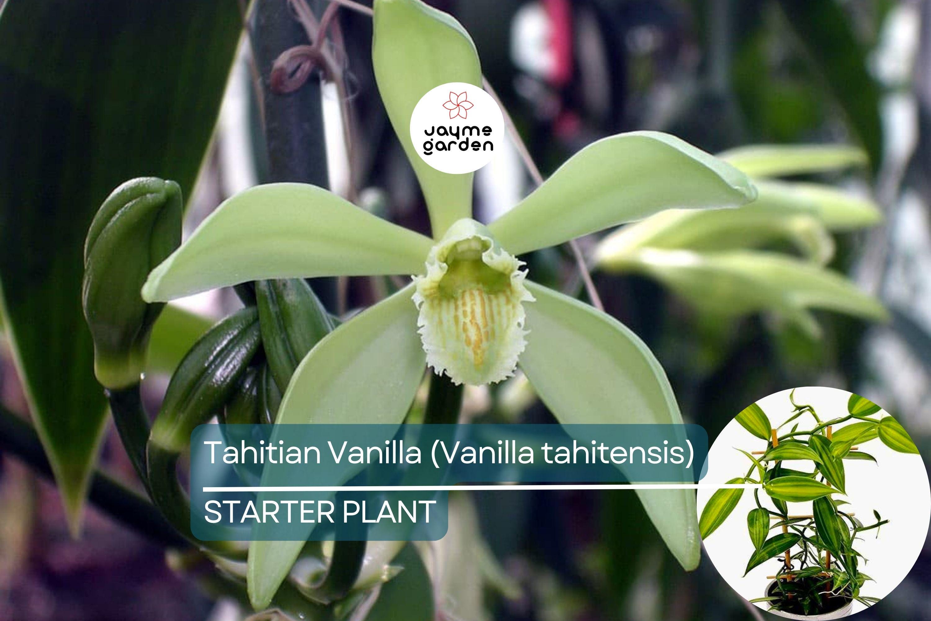 Tahitian Vanilla Orchid Plant (Vanilla tahitensis) Starter Vine - Rare Tropical Plant with Exotic Floral & Fruity Aroma