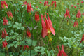 American Red Columbine – Aquilegia canadensis | 100 Seeds | Native Wildflower | Red & Yellow Blooms