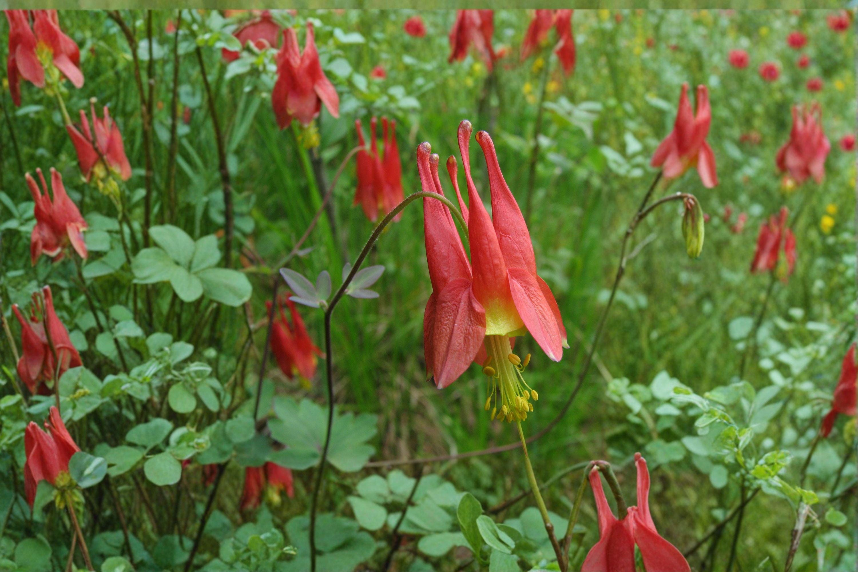 American Red Columbine – Aquilegia canadensis | 100 Seeds | Native Wildflower | Red & Yellow Blooms