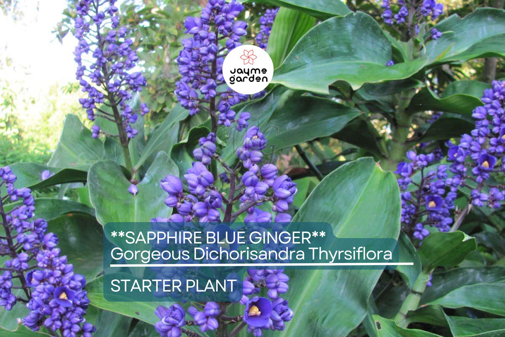 Sapphire Blue Ginger (Dichorisandra Thyrsiflora) | Live Starter Plant | Gorgeous Blue Flowers | Indoor & Outdoor Shade-Loving