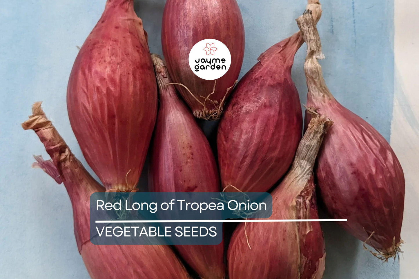 1000 Red Long of Tropea Onion Seeds - Non-GMO Heirloom | Sweet Gourmet Italian Variety | Bunching Onion | Free Shipping