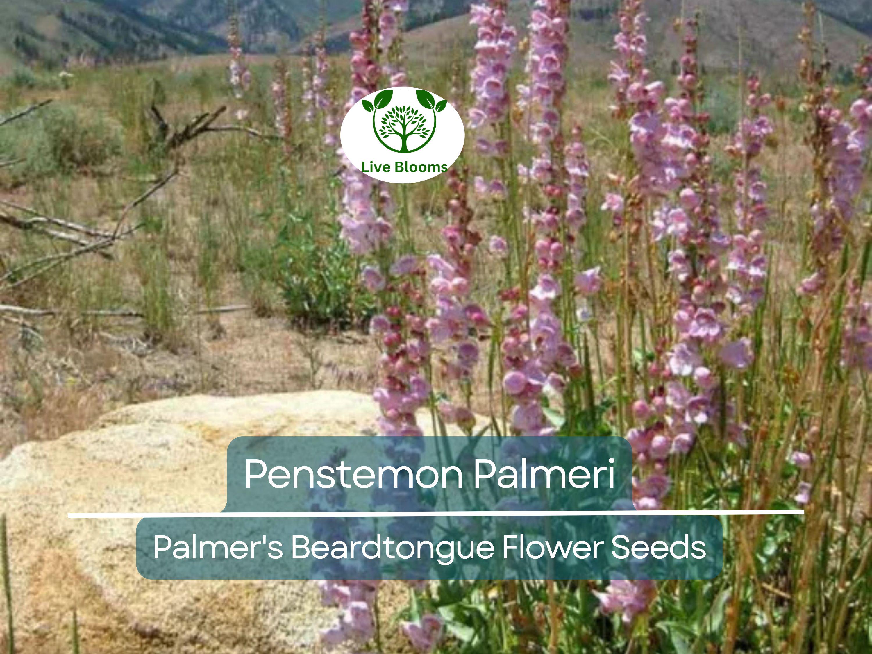 100 mg Seeds Penstemon Palmeri (Palmer's Beardtongue) for Planting | Fragrant Native Wildflower for Dry, Rocky Soils & Pollinator Gardens