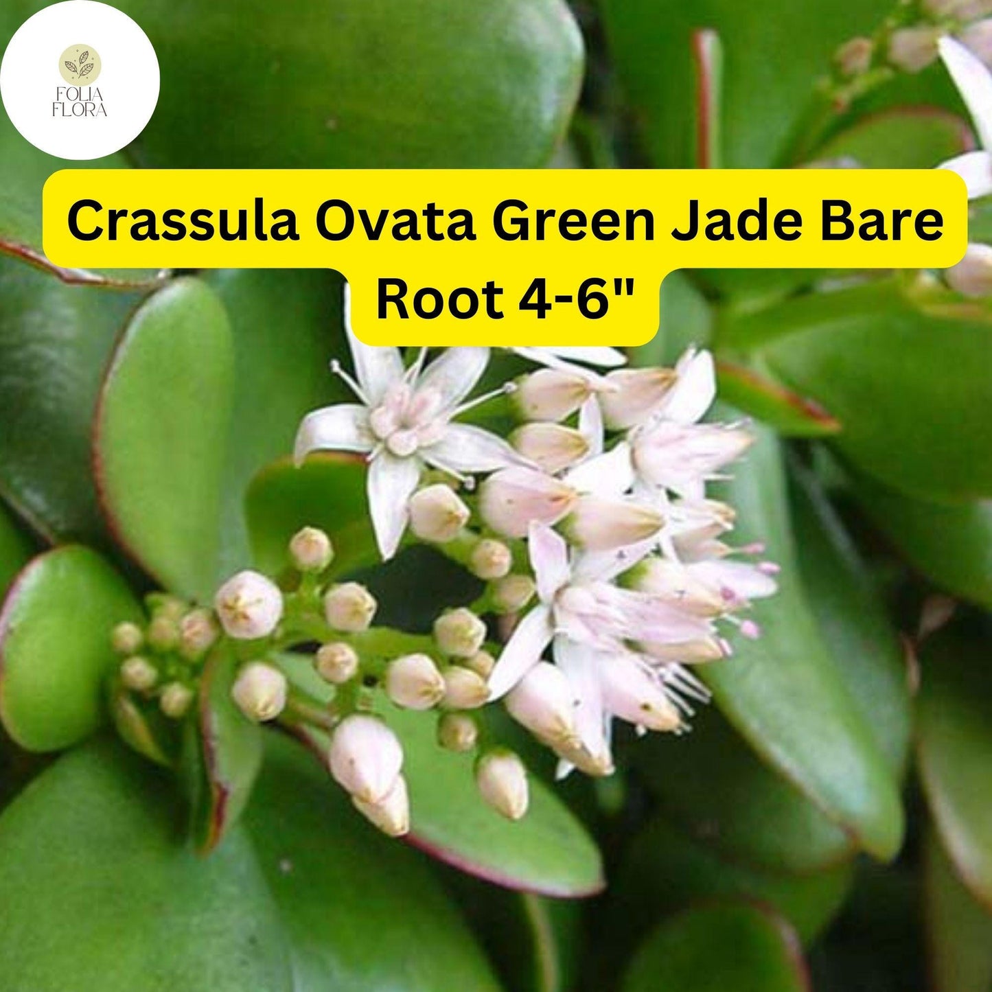Crassula Ovata ‘Green Jade’ | 1 Bare Root 4-6” Plant | Money Tree, Easy-Care Succulent, Bonsai, Drought-Tolerant, White Blooms