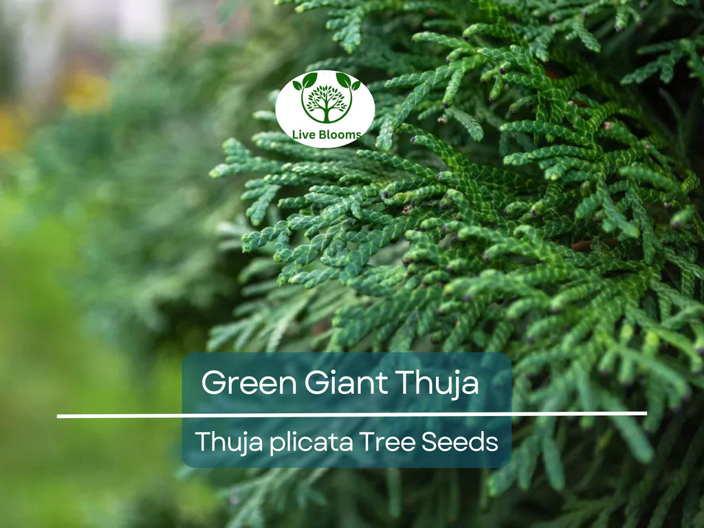 30 Green Giant Thuja Seeds (Thuja plicata) | Arborvitae Cedar Tree | Fast-Growing, Privacy Hedge, Evergreen Tree for Landscaping