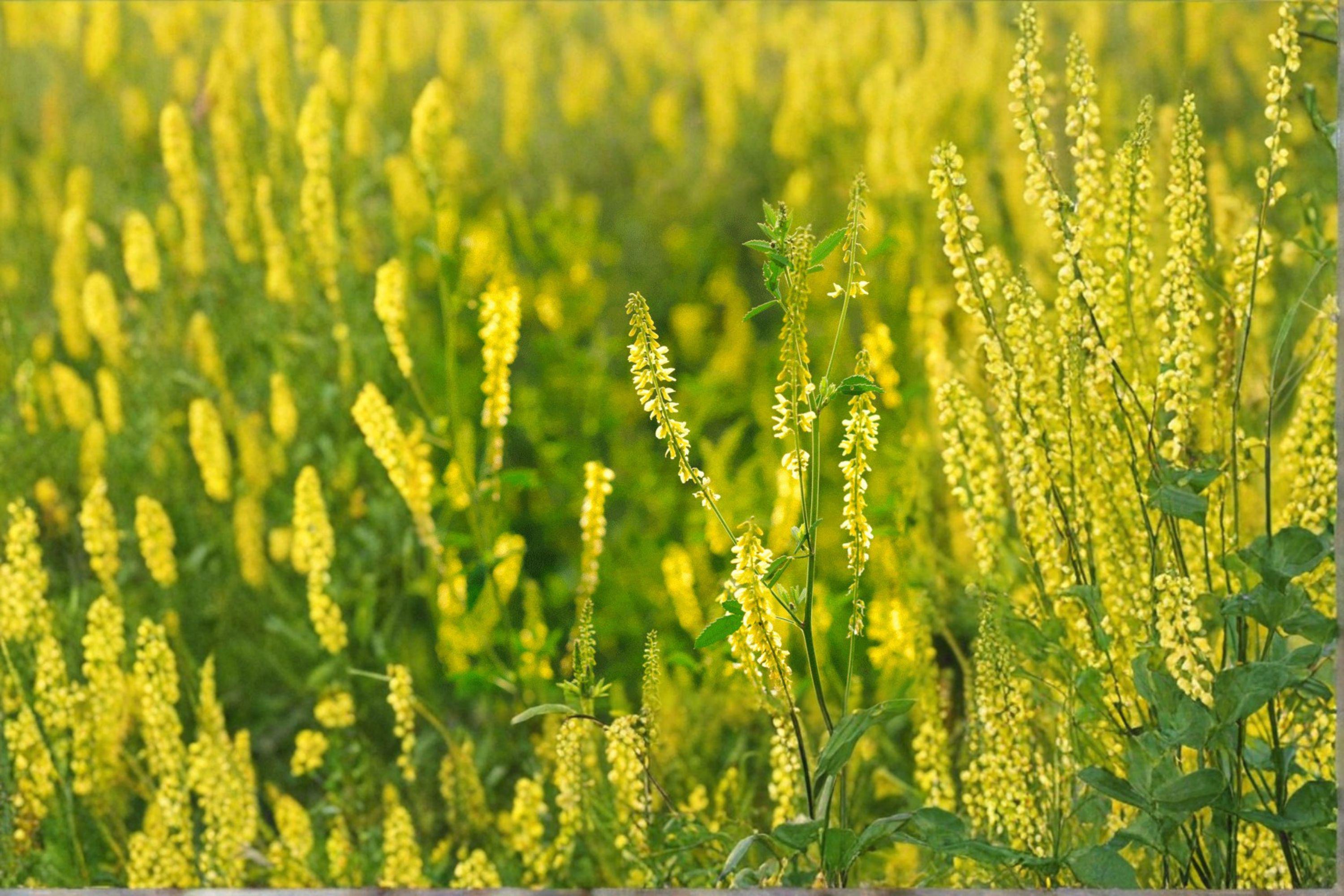Yellow Blossom Sweet Clover – Melilotus officinalis Seeds | 100 Seeds | Nitrogen Fixing | Pollinator Favorite