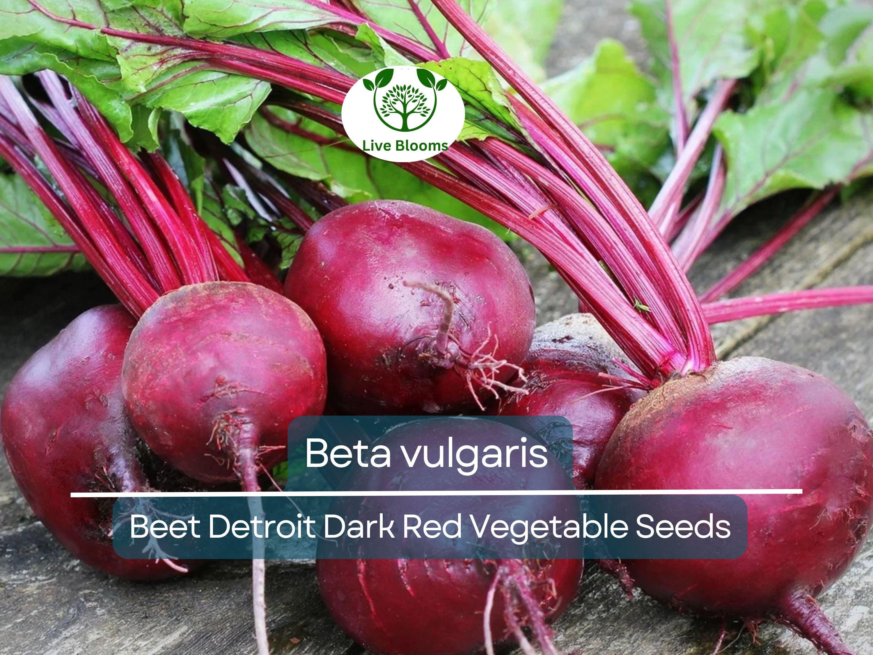 40 Seeds Beet Detroit Dark Red - Beta vulgaris | Heirloom Beets for Planting, Gardening & Nutritious Root Harvests