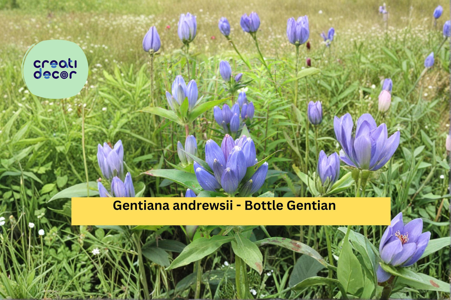 Bottle Gentian Seeds Gentiana andrewsii 100 Count Native Blue Wildflower Garden Plant Seeds