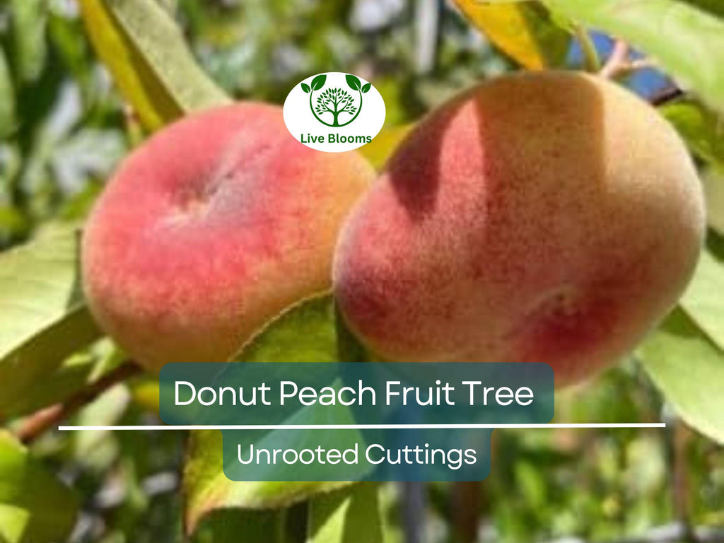 6 Donut Peach Fruit Tree Scion Cutting 6-10" Unrooted for Grafting & Rooting, Prunus persica var. platycarpa