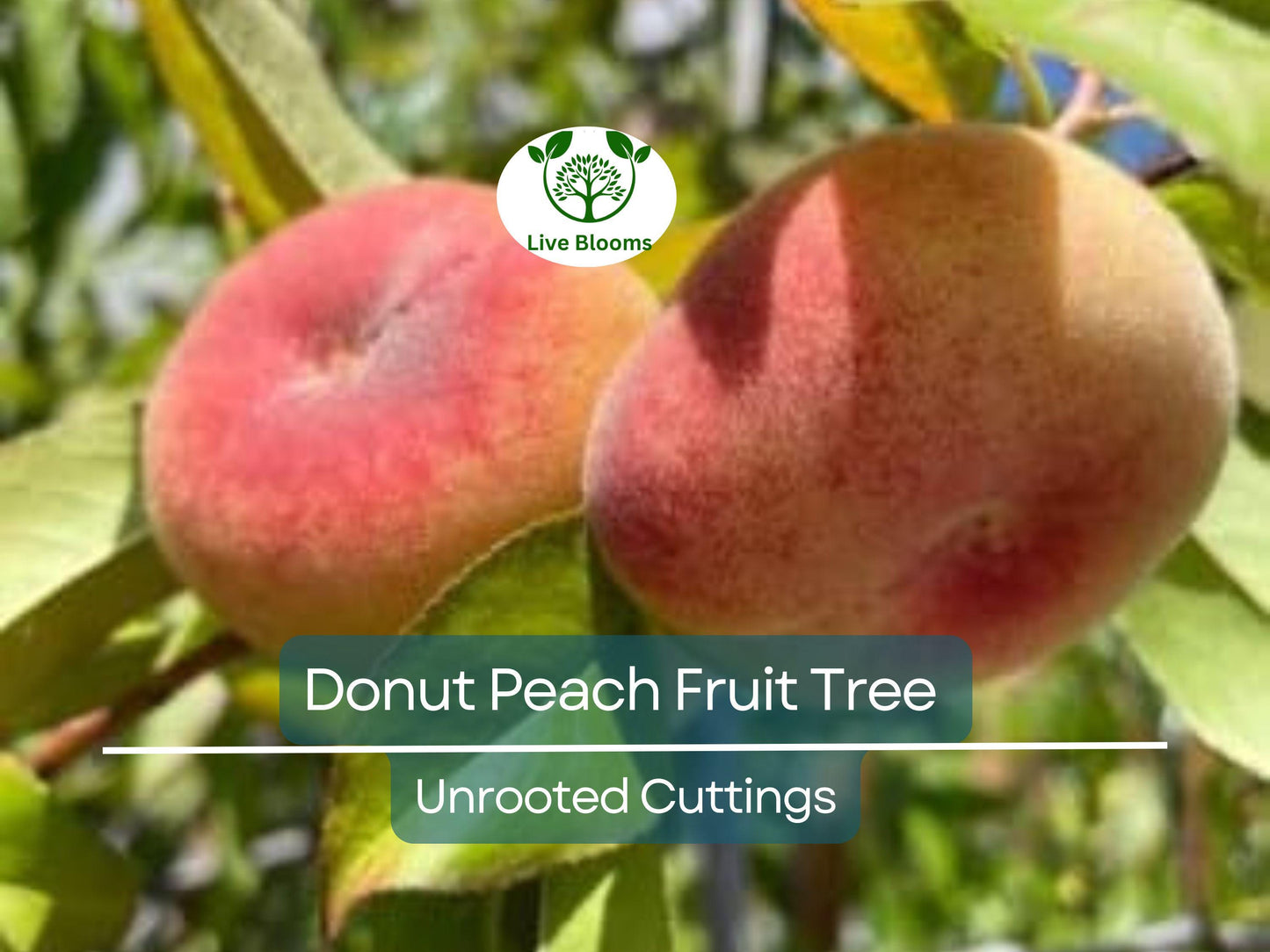 6 Donut Peach Fruit Tree Scion Cutting 6-10" Unrooted for Grafting & Rooting, Prunus persica var. platycarpa