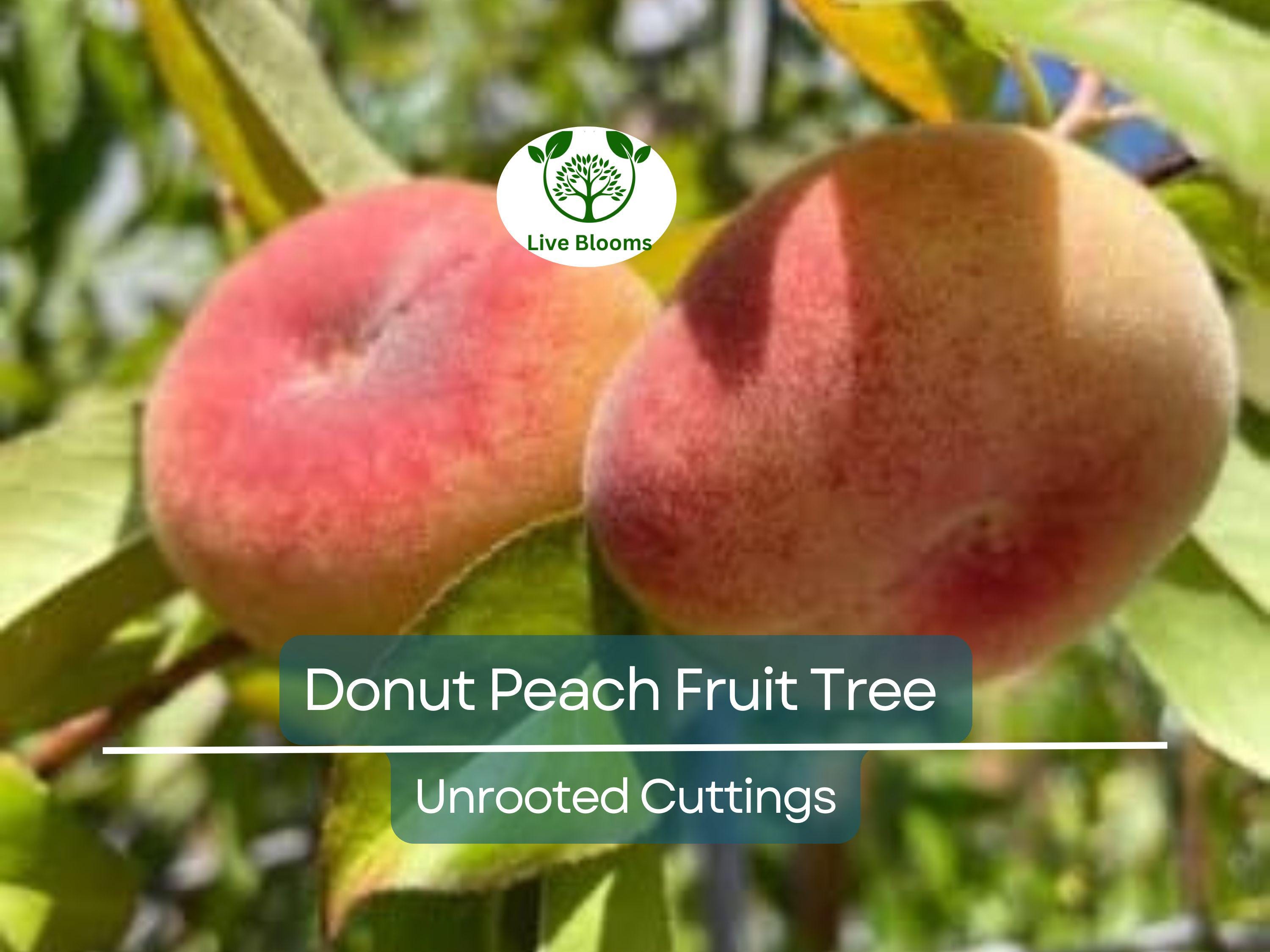 6 Donut Peach Fruit Tree Scion Cutting 6-10" Unrooted for Grafting & Rooting, Prunus persica var. platycarpa
