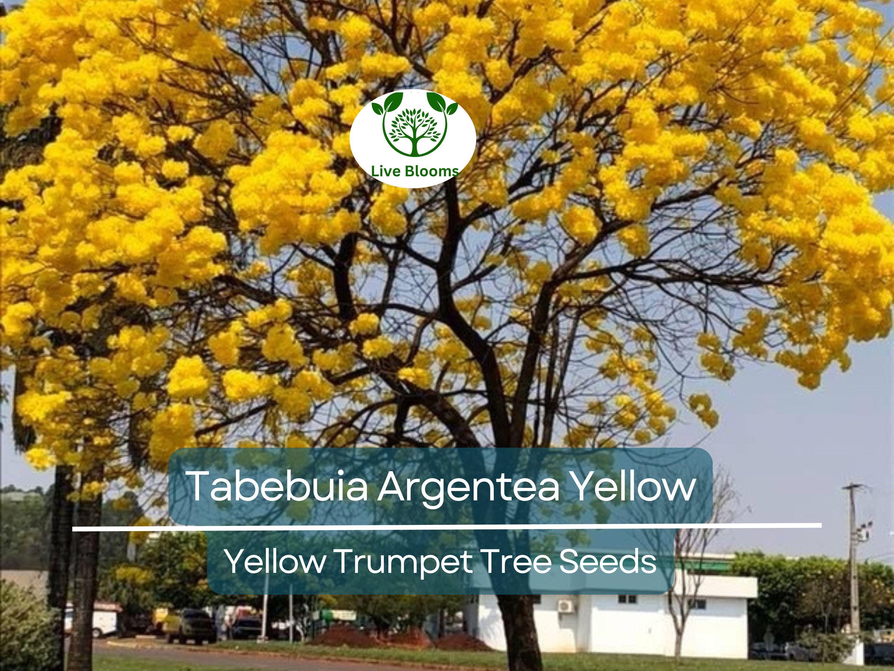 10 Seeds Tabebuia Argentea Yellow (Yellow Trumpet Tree) for Planting - Vibrant Yellow Flowers, Tropical, Garden, Landscaping, Ornamental