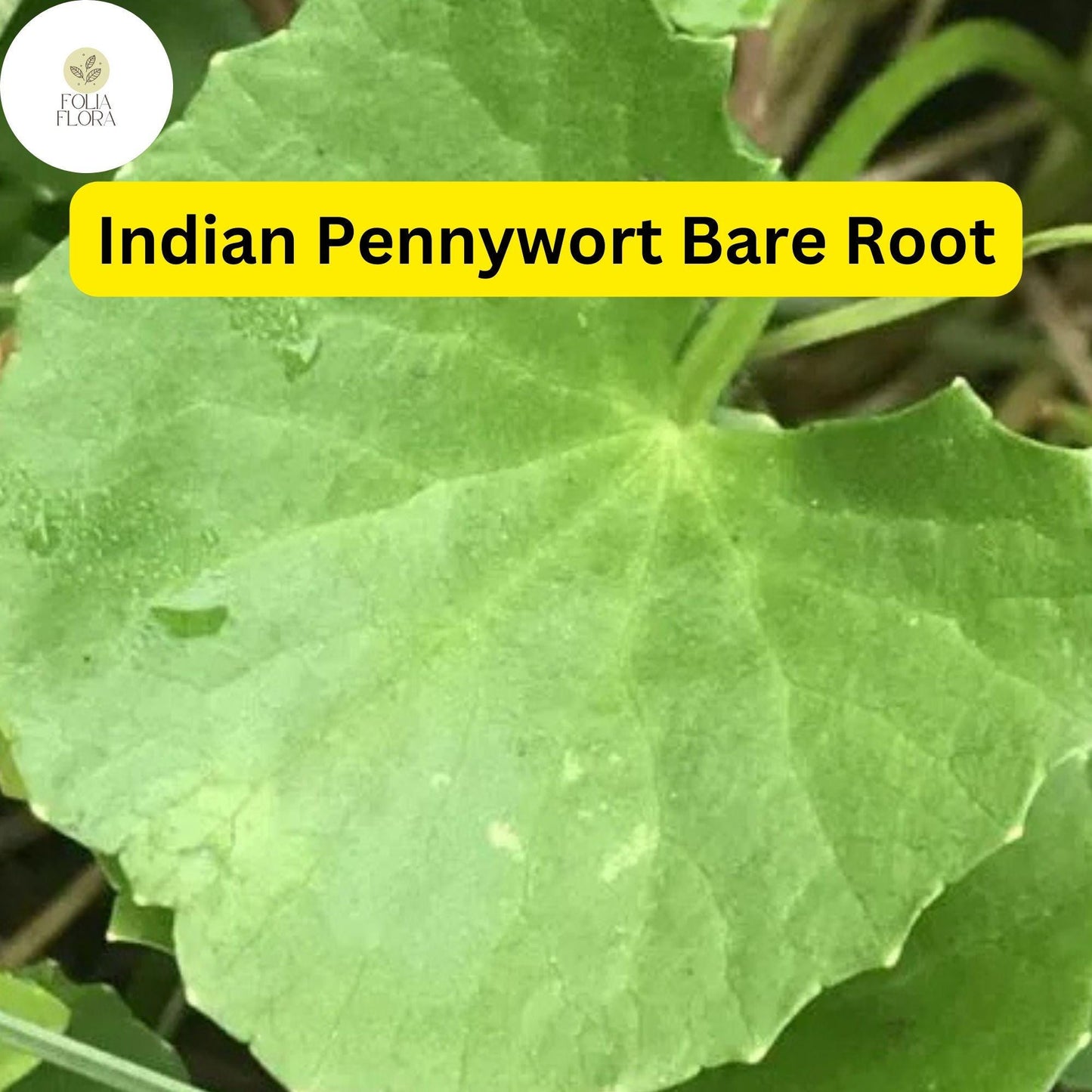 Indian Pennywort (10 Bare Root Live Plants), Centella asiatica, Ready to Plant