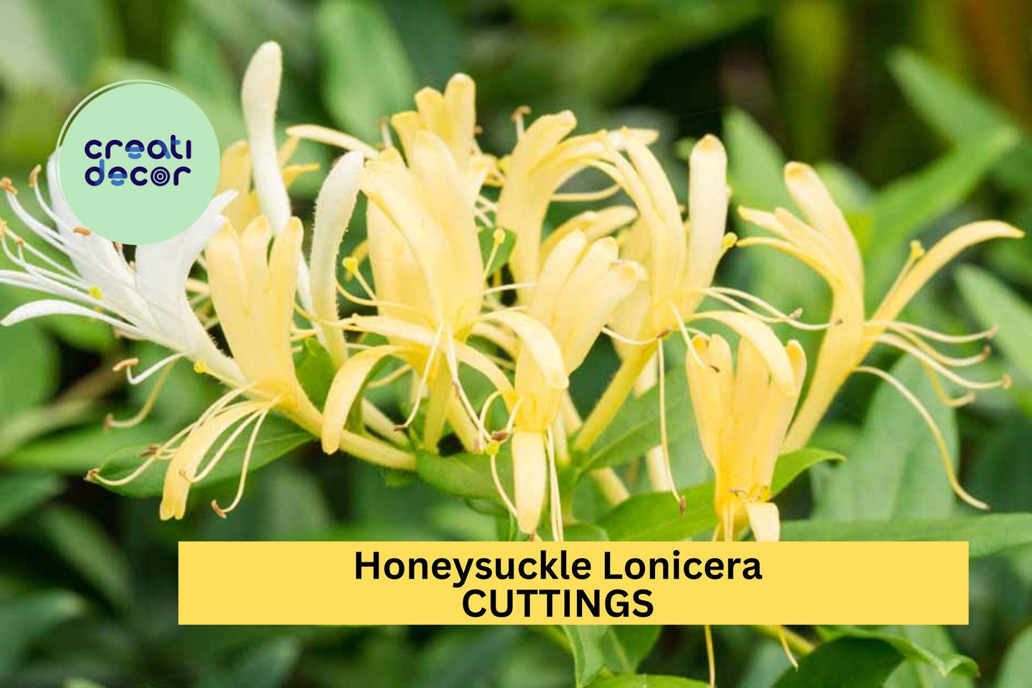 10 Japanese Honeysuckle Cuttings | Lonicera Japonica Vine Starters | Unrooted Fast-Growing Vine for Garden Trellis or Ground Cover