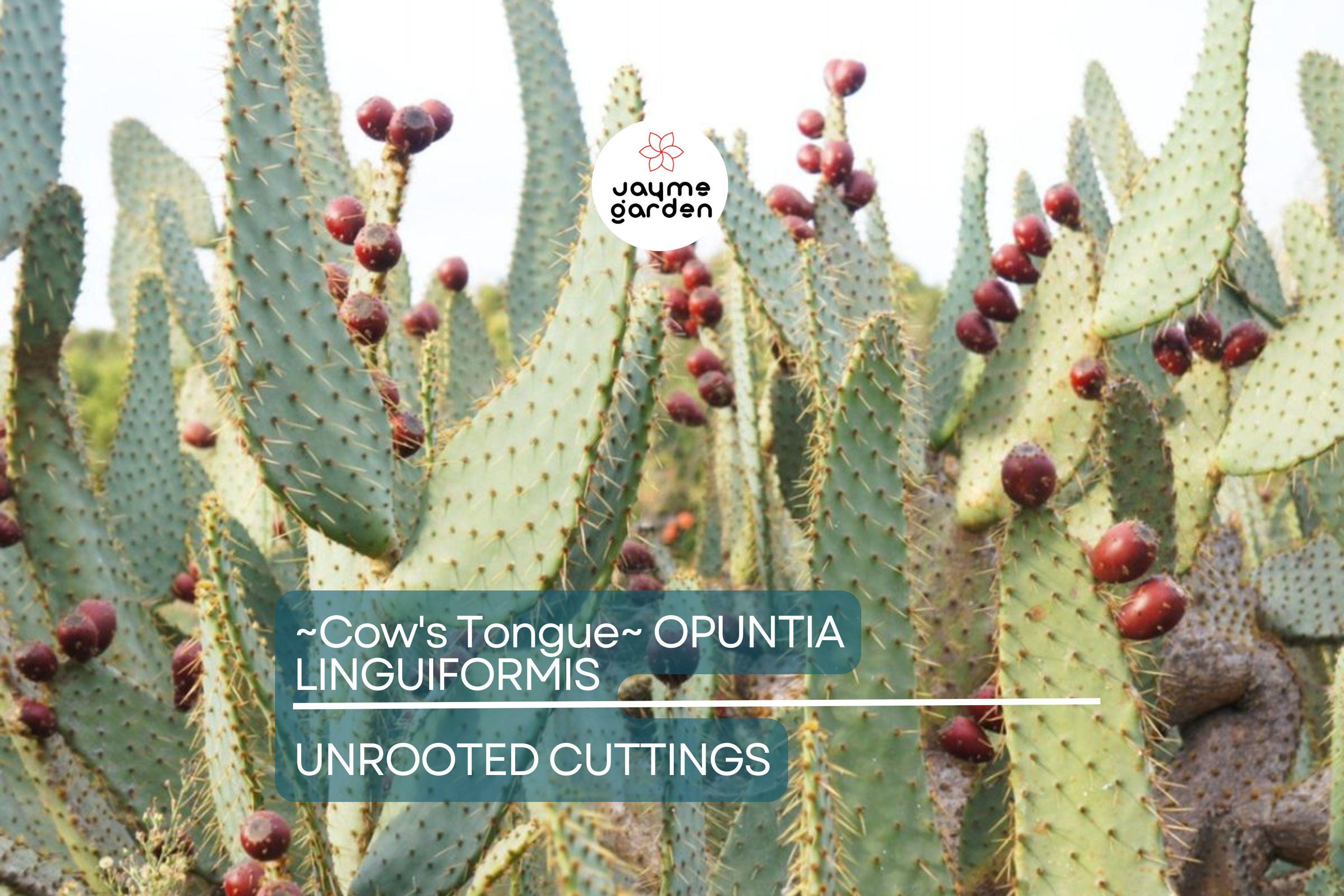 Hardy Cow's Tongue Cactus (Opuntia Liguiformis) Pad Cutting | 8-10" Prickly Specimen | Cold Hardy | Golden Orange Blooms