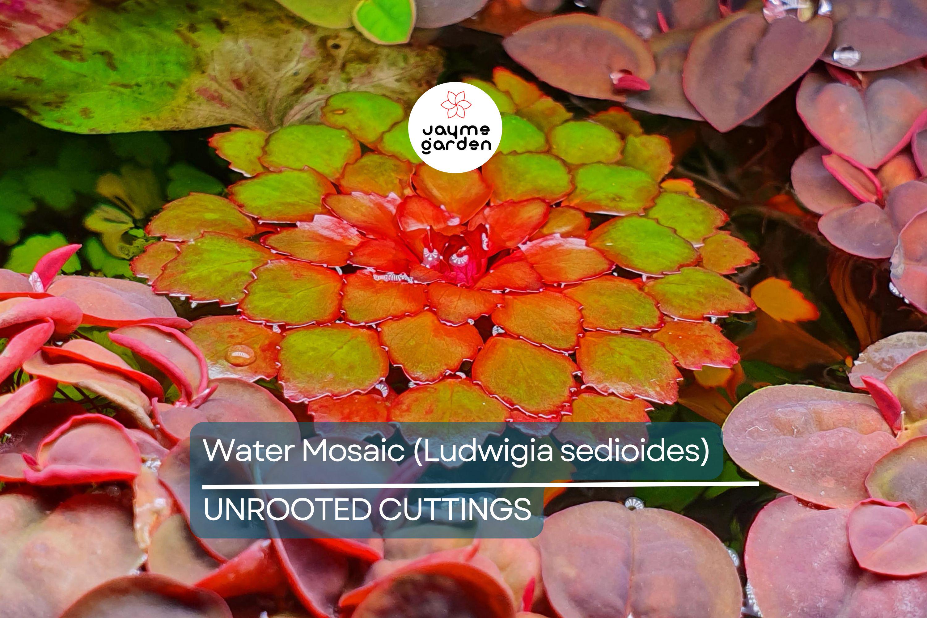 Water Mosaic Plant Cuttings | 3 Ludwigia sedioides for Ponds | Tropical Floating Plant | Red & Green Rosettes | Pond Decor
