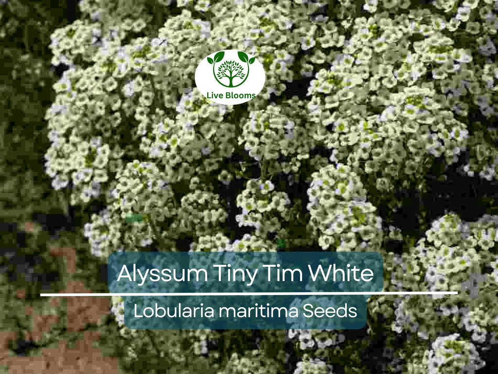 50 Seeds Alyssum Tiny Tim White Groundcover, Non-GMO, Fragrant Flowers, Bee-Friendly, Low Maintenance, Beautiful 3" White Blooms