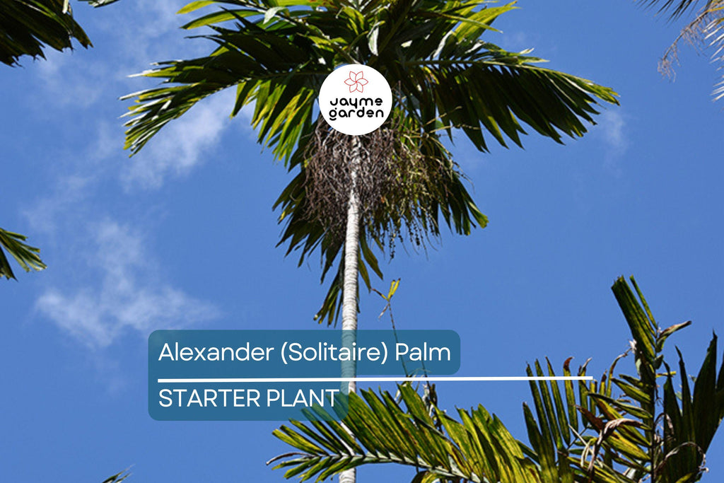 6 Alexander (Solitaire) Palm Tree Seedlings | Live Bare Root Starter Plants 4-7" Tall | Tropical, Self-Cleaning | Easy-Care Landscaping