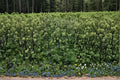 Angelica atropurpurea Seeds – Native Medicinal Herb, Tall Pollinator Plant (50 Seeds)