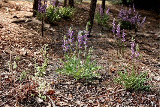 Showy Locoweed – Oxytropis lambertii 25 Seeds | Native Prairie Wildflower | Striking Purple Blooms | Drought-Tolerant Perennial