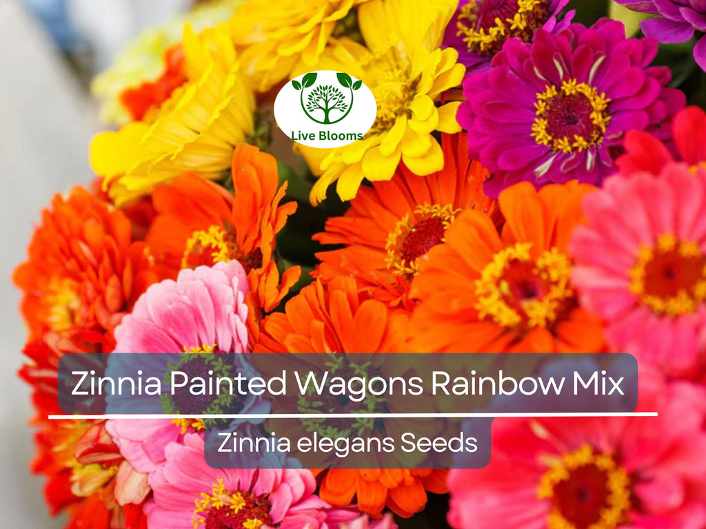 200 Seeds Zinnia Painted Wagons Rainbow Mix (Zinnia elegans) Non-GMO, Vibrant Cut Flowers for Butterflies & Hummingbirds, Pollinator Garden