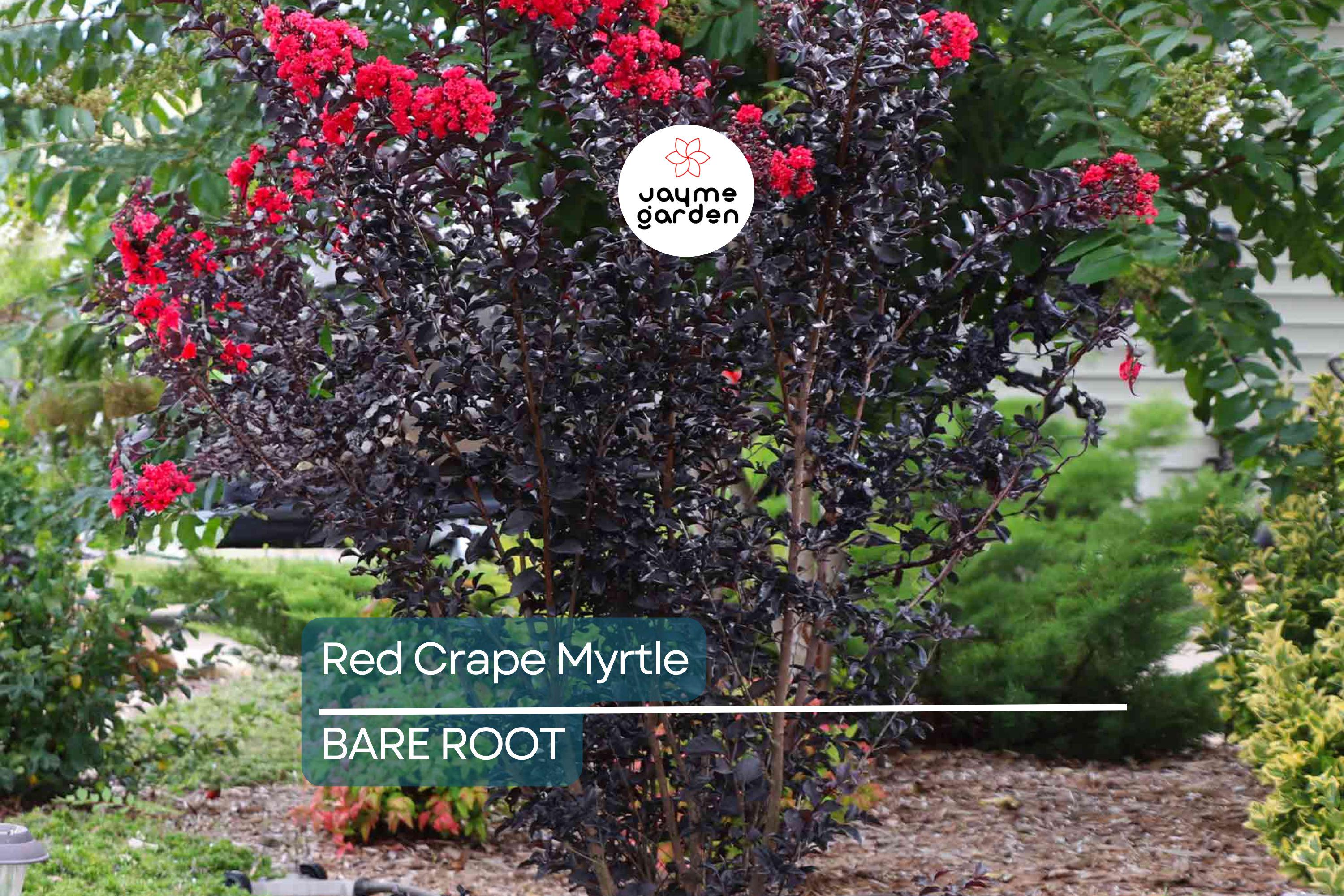 2 Red Crape Myrtle Trees 2ft | Live Bare Root Trees | Fast-Growing Red Blooms | Zones 7-9