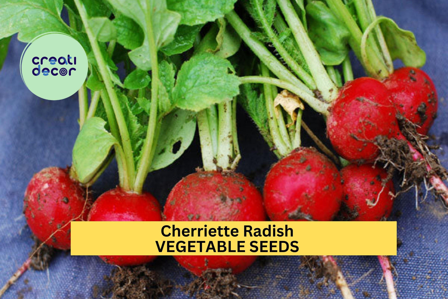 500+ Cherriette Radish Seeds – Crisp Round Red Radishes for Garden Planting, Fast-Growing Cool Season Vegetable – USA