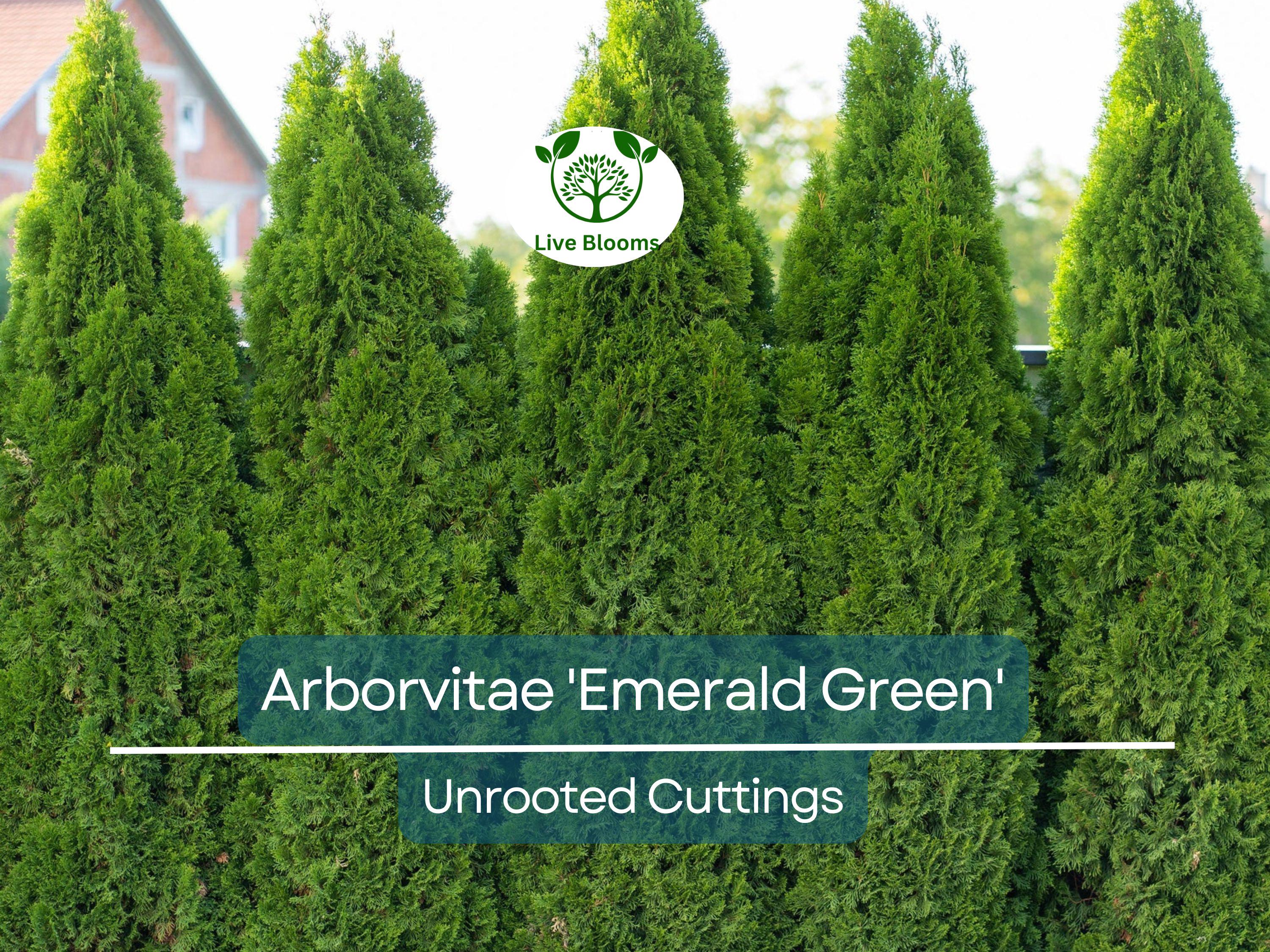 10 Arborvitae Emerald Green Cuttings, Thuja Emerald, Unrooted Shrub 10-15 cm Long - Hardy, Fast-Growing Evergreen for Privacy & Landscaping