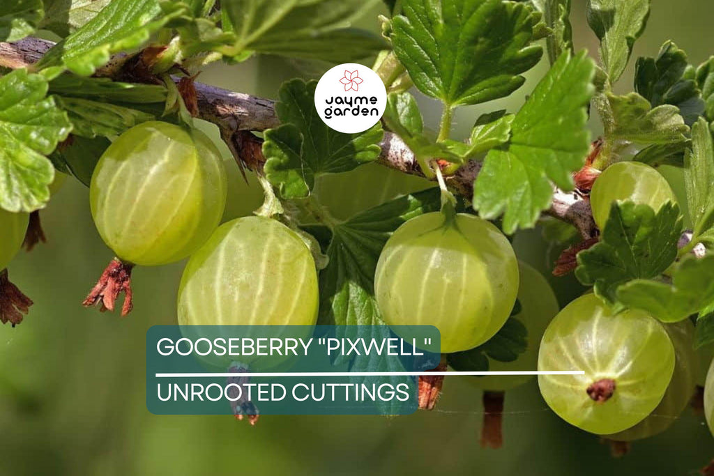Gooseberry "Pixwell" - 6 Organic Hardwood Cuttings (Scion Wood) 6-9" - Easy Care, Tart Pink Berries, Ideal for Edible Landscaping